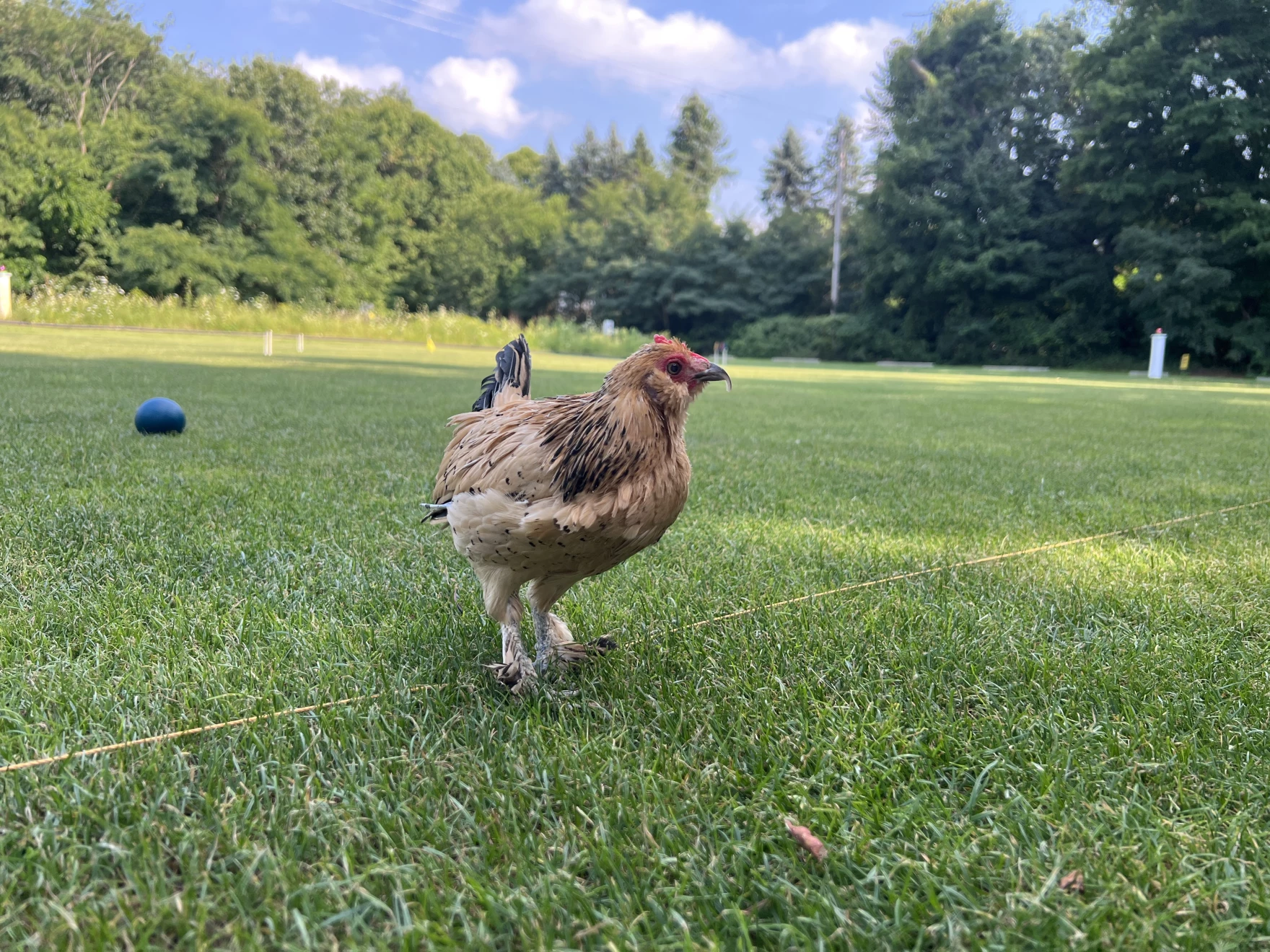 Peanut the world's oldest chicken