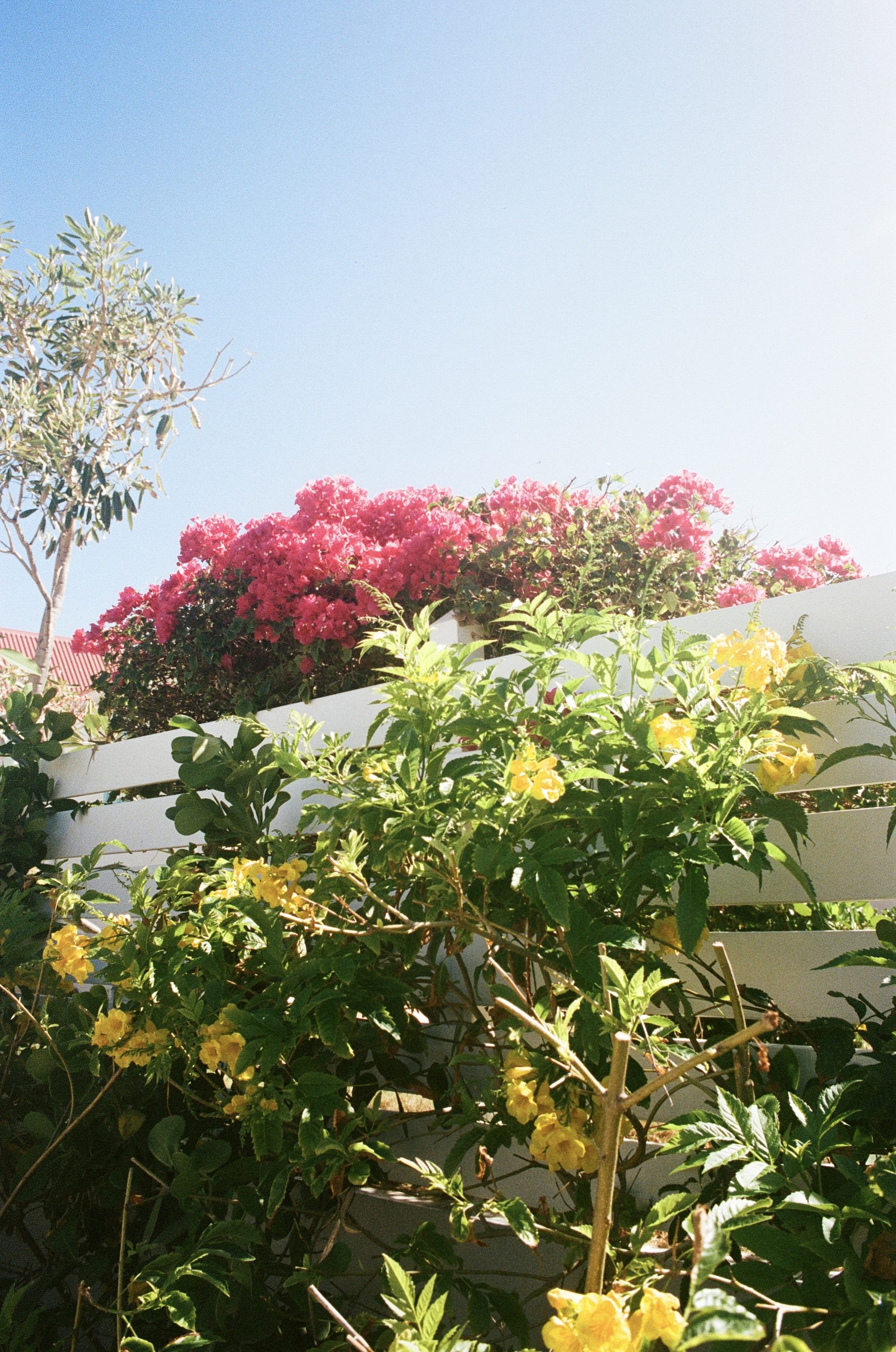 Film photography