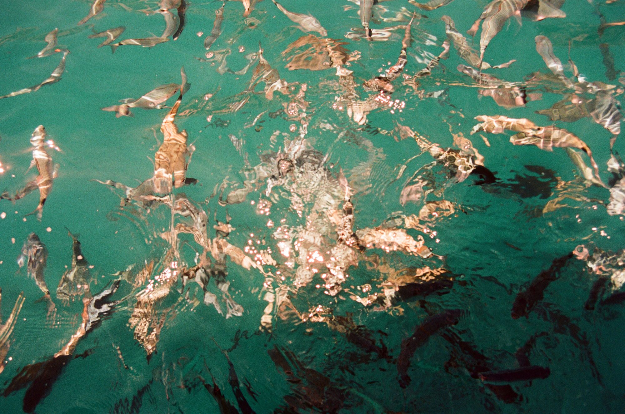 Film photography — fish underwater